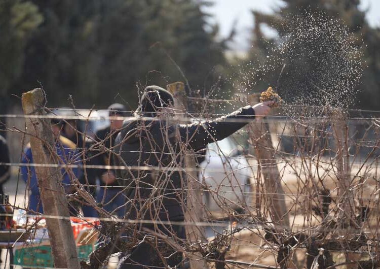 Струмичката компанија „ГРОЗД“ го прослави Свети Трифун на лозовите плантажи на „Струмичко поле“