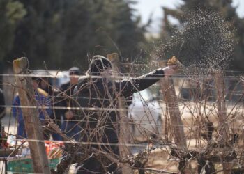 Струмичката компанија „ГРОЗД“ го прослави Свети Трифун на лозовите плантажи на „Струмичко поле“