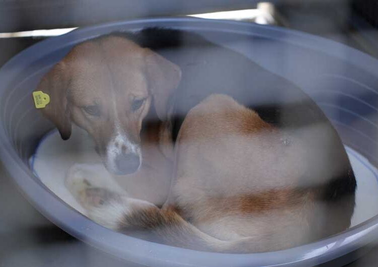 И официјално од денеска започна со работа Стационарот за заловување на бездомни кучиња во Струмица