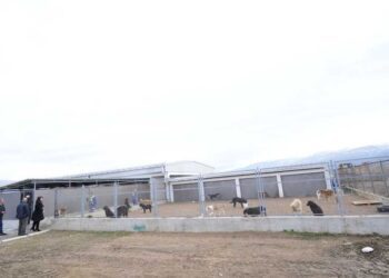 И официјално од денеска започна со работа Стационарот за заловување на бездомни кучиња во Струмица