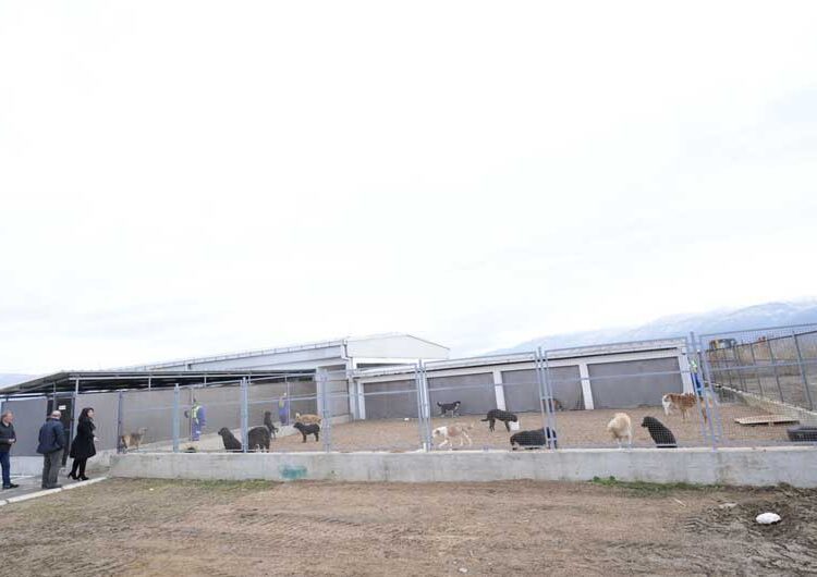 И официјално од денеска започна со работа Стационарот за заловување на бездомни кучиња во Струмица