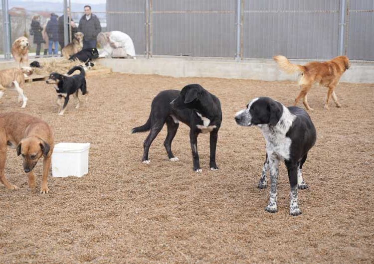 И официјално од денеска започна со работа Стационарот за заловување на бездомни кучиња во Струмица