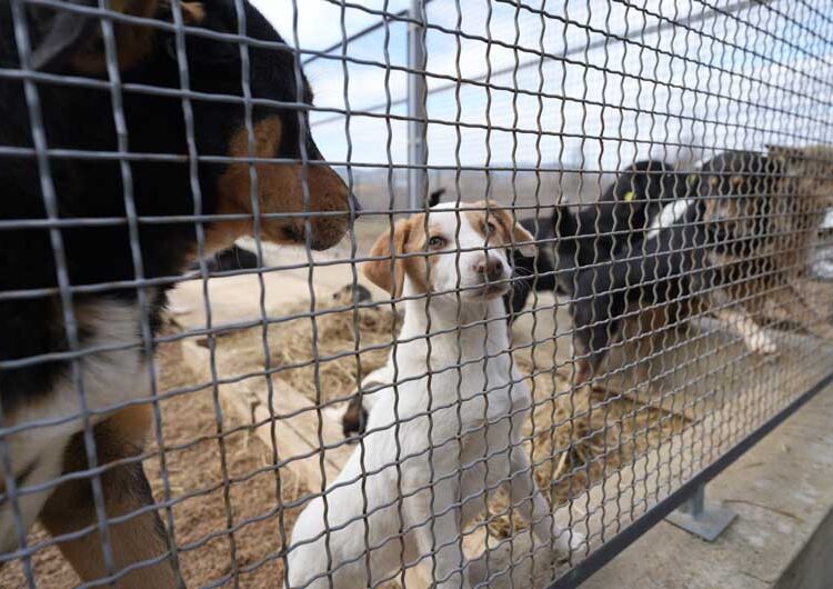 И официјално од денеска започна со работа Стационарот за заловување на бездомни кучиња во Струмица