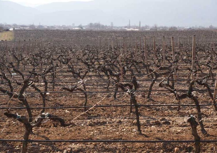 Струмичката компанија „ГРОЗД“ го прослави Свети Трифун на лозовите плантажи на „Струмичко поле“