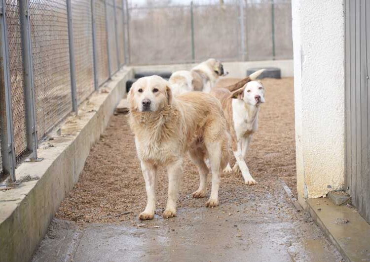 И официјално од денеска започна со работа Стационарот за заловување на бездомни кучиња во Струмица