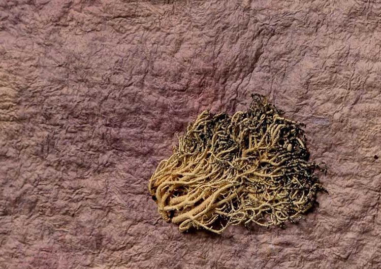 Кристина Зимбакова меѓу 60-те уметници на Софискиот фестивал за хартиена уметност