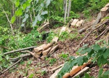 Приведени три лица од Банско, затекнати при пустошење на шума