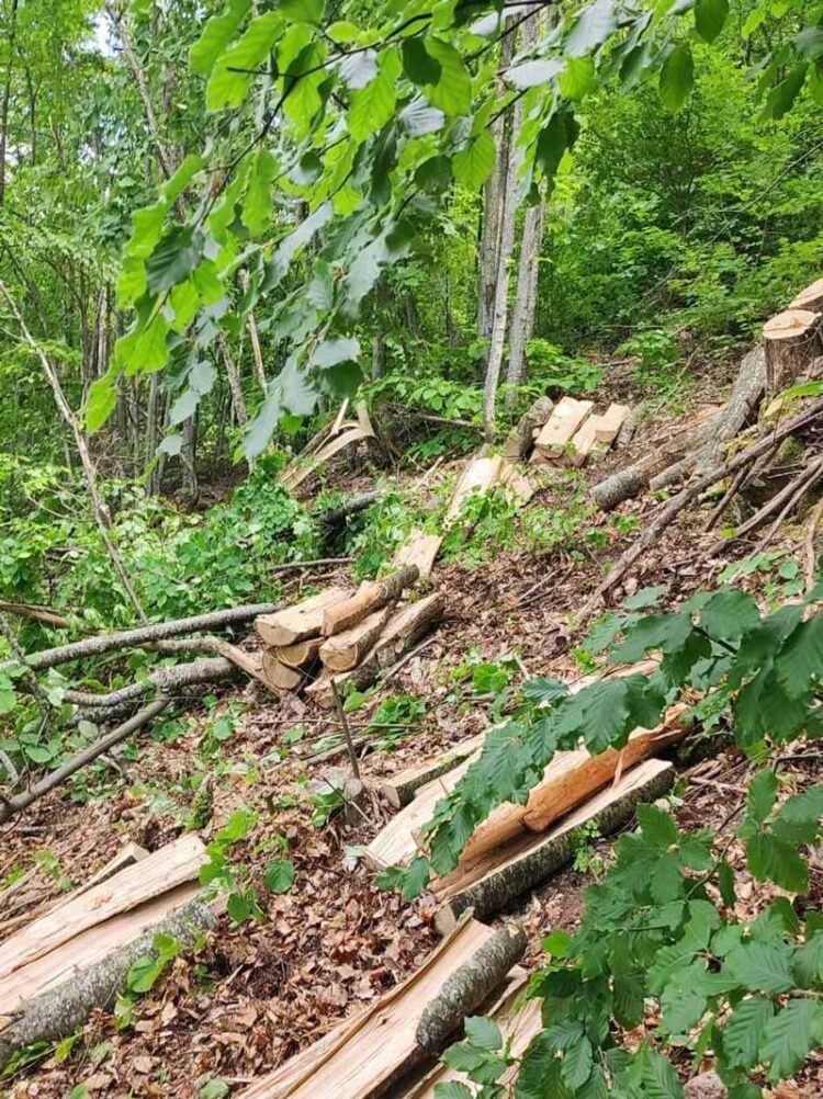 Приведени три лица од Банско, затекнати при пустошење на шума