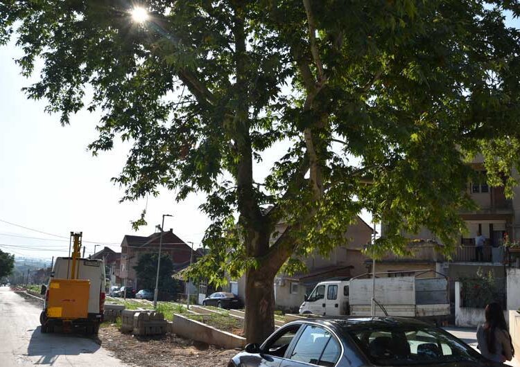 Се сече јавор на реконструираната „Крушевска Република“ стар 36 години – реагираат дел од жителите