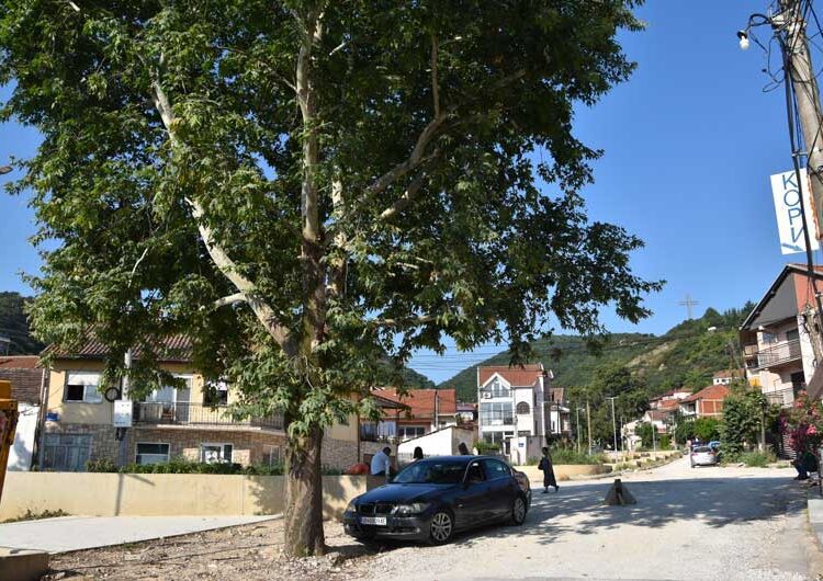 Се сече јавор на реконструираната „Крушевска Република“ стар 36 години – реагираат дел од жителите