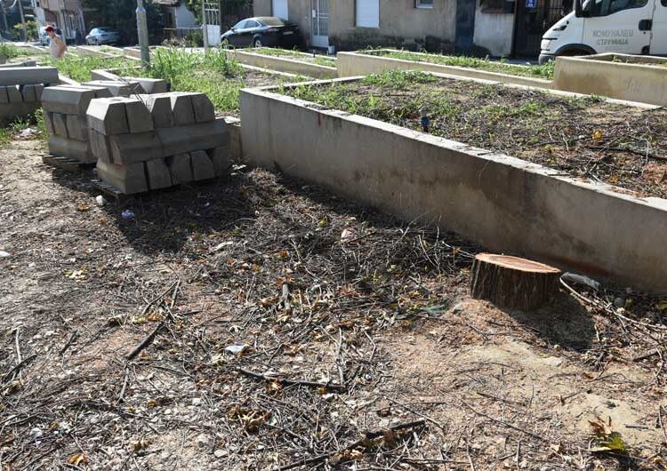 Се сече јавор на реконструираната „Крушевска Република“ стар 36 години – реагираат дел од жителите