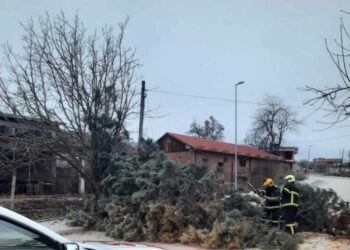 Вчерашниот силен ветер во струмичко собори дрвја и бандери