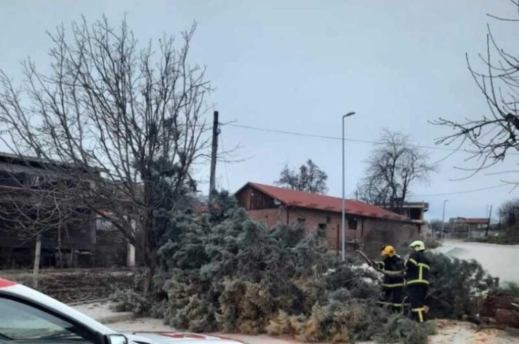 Вчерашниот силен ветер во струмичко собори дрвја и бандери
