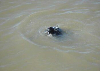 Сé уште нема трага од 29-годишниот маж кој влегол во браната кај Дрвош