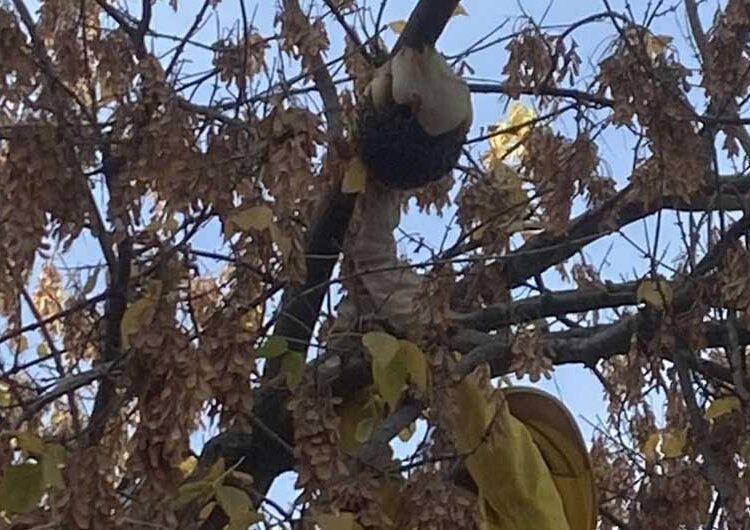 Струмичките пожарникари отстраниле гнездо со пчели од дрво на влезот во Детска градинка