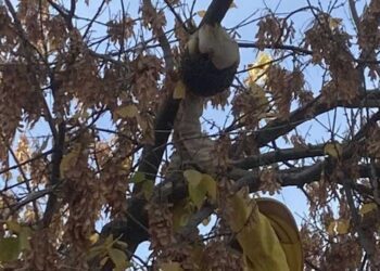 Струмичките пожарникари отстраниле гнездо со пчели од дрво на влезот во Детска градинка