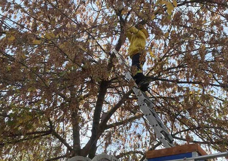 Струмичките пожарникари отстраниле гнездо со пчели од дрво на влезот во Детска градинка