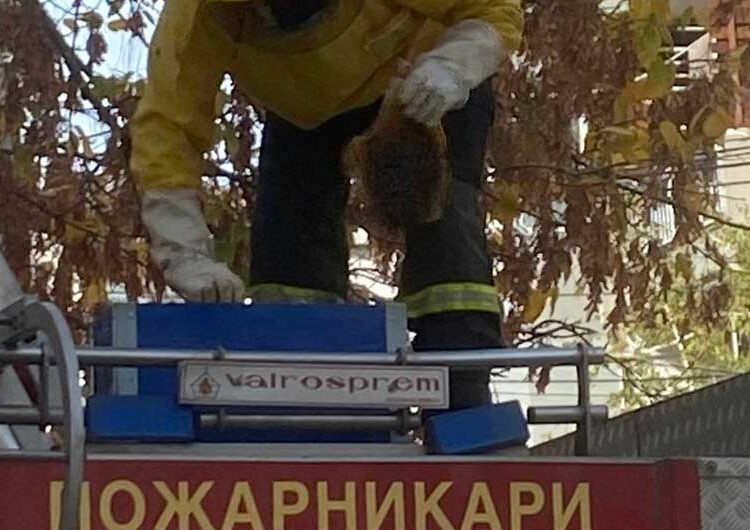 Струмичките пожарникари отстраниле гнездо со пчели од дрво на влезот во Детска градинка