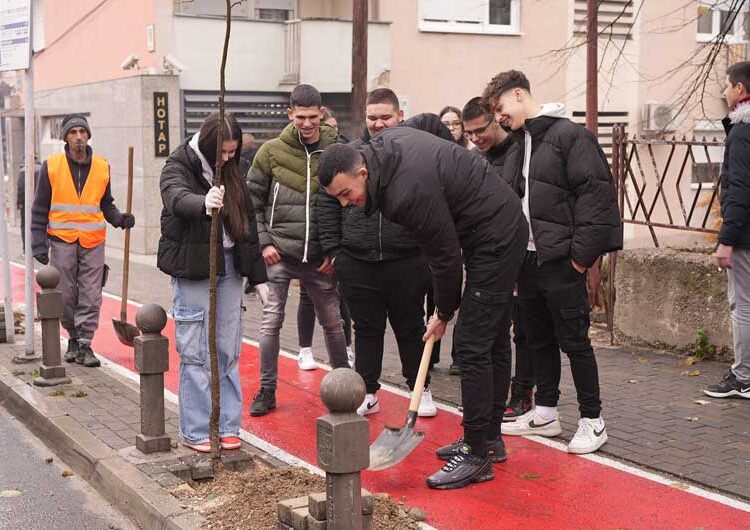 Се обновуваат дрворедите низ градот – младите засадија 150 нови дрвца