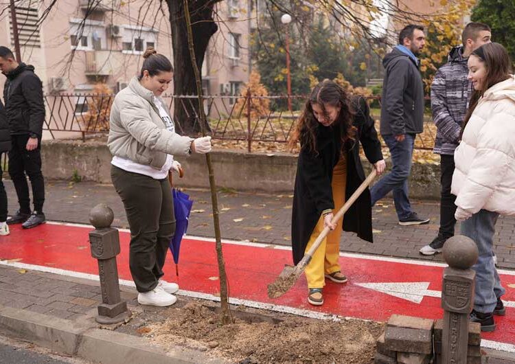 Се обновуваат дрворедите низ градот – младите засадија 150 нови дрвца