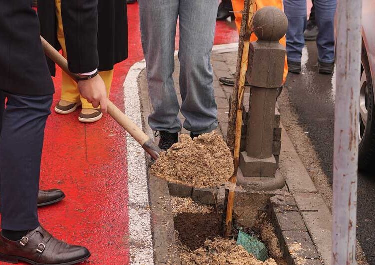 Се обновуваат дрворедите низ градот – младите засадија 150 нови дрвца