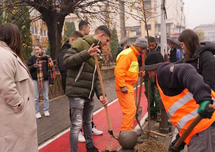 Се обновуваат дрворедите низ градот – младите засадија 150 нови дрвца