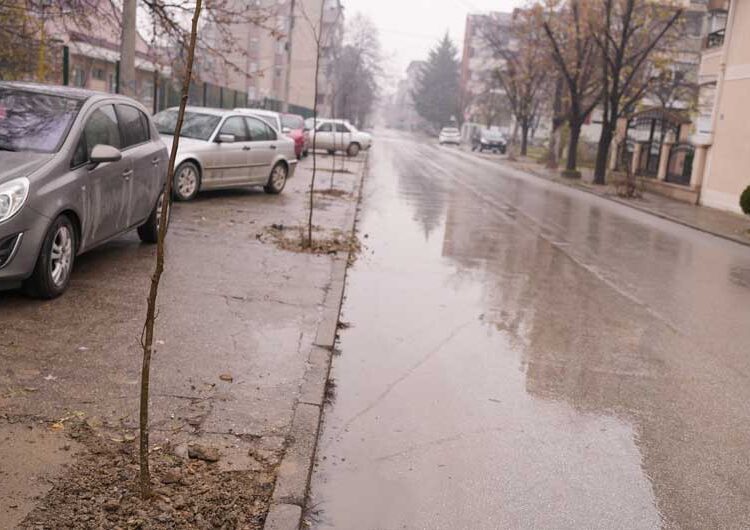 Се обновуваат дрворедите низ градот – младите засадија 150 нови дрвца