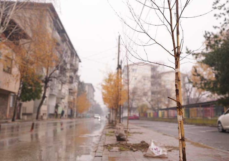 Се обновуваат дрворедите низ градот – младите засадија 150 нови дрвца