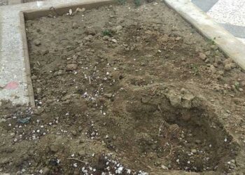 ВИДЕО: Како се краде штотуку засадено дрвце на новоизградениот затворен порој во Струмица