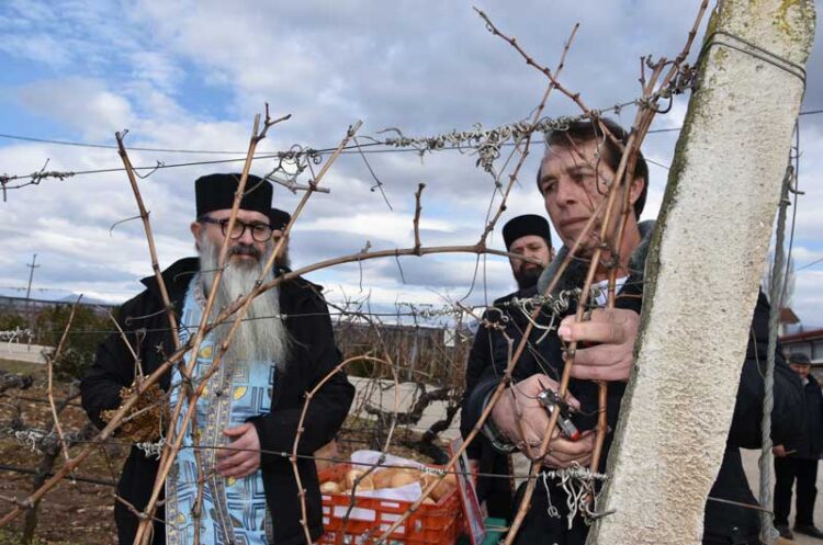 Струмичката компанија „ГРОЗД“ на своите лозови плантажи го одбележа празникот Свети Трифун