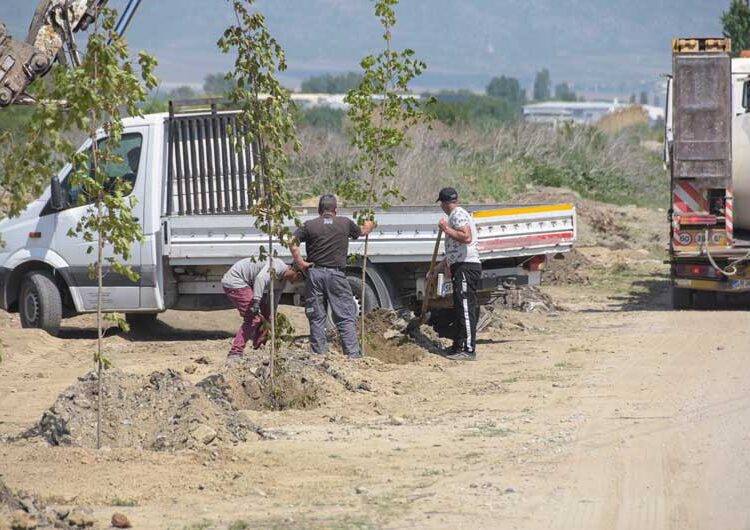 Шеесетина јаворови дрвја „Комуналец“ засади покрај каналот во Градско Балдовци