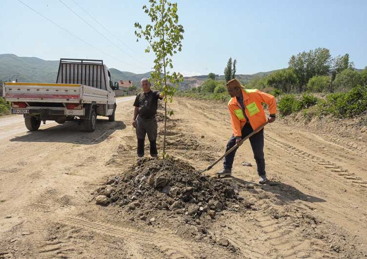 Шеесетина јаворови дрвја „Комуналец“ засади покрај каналот во Градско Балдовци