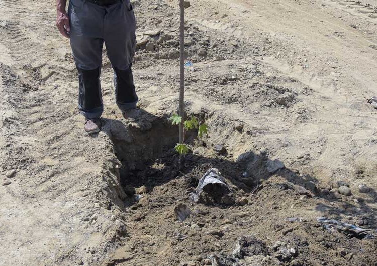 Шеесетина јаворови дрвја „Комуналец“ засади покрај каналот во Градско Балдовци