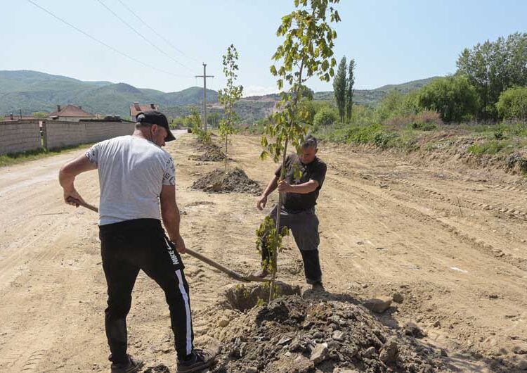 Шеесетина јаворови дрвја „Комуналец“ засади покрај каналот во Градско Балдовци