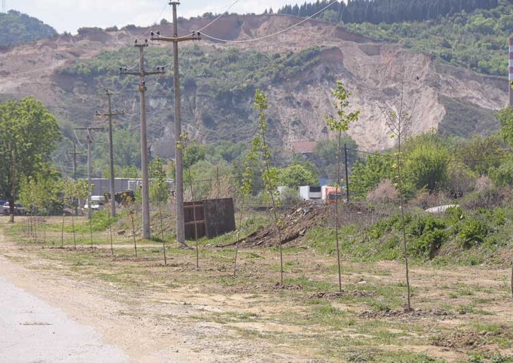 Шеесетина јаворови дрвја „Комуналец“ засади покрај каналот во Градско Балдовци