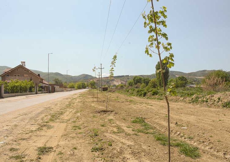 Шеесетина јаворови дрвја „Комуналец“ засади покрај каналот во Градско Балдовци