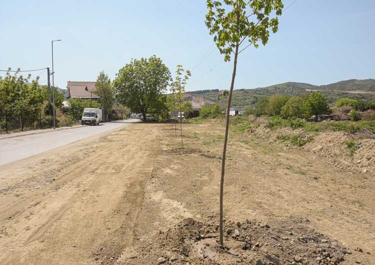 Шеесетина јаворови дрвја „Комуналец“ засади покрај каналот во Градско Балдовци