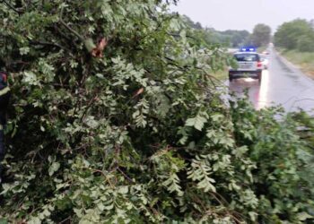 По обилниот дожд се откорна дрво на патот Муртино – Банско, интервенираа струмичките пожарникари