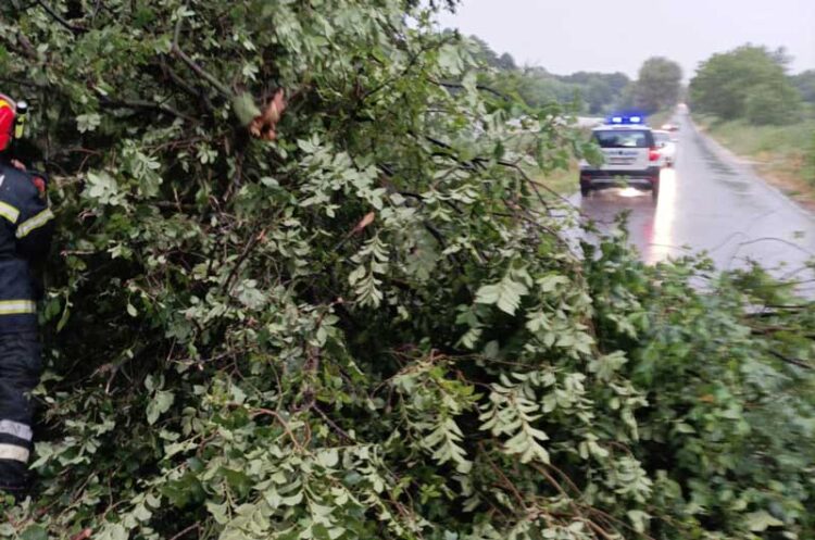 По обилниот дожд се откорна дрво на патот Муртино – Банско, интервенираа струмичките пожарникари