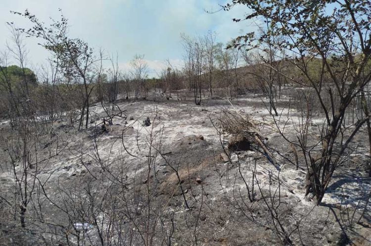 Шумски пожар кај селата Дукатино и Радичево кој се заканувал да ги зафати првите куќи во селото