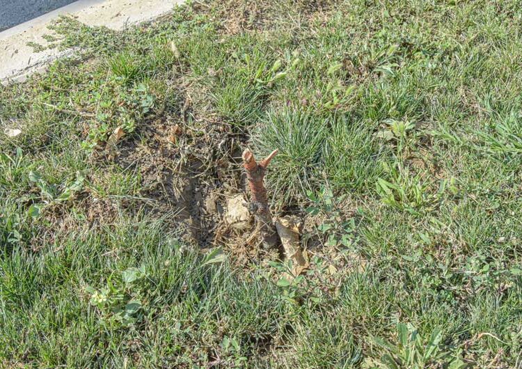 Повторно се крадат посадените дрвца од покриениот порој „Крушевска Република“, се крадат и капаците на шахтите