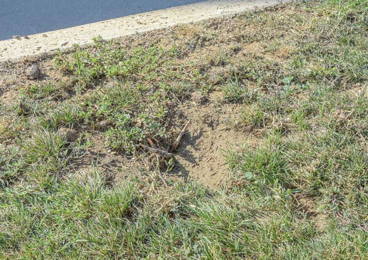 Повторно се крадат посадените дрвца од покриениот порој „Крушевска Република“, се крадат и капаците на шахтите