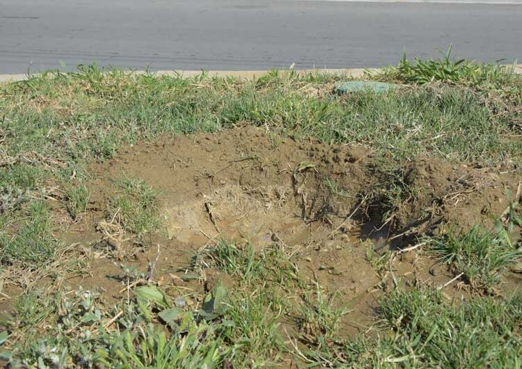 Повторно се крадат посадените дрвца од покриениот порој „Крушевска Република“, се крадат и капаците на шахтите