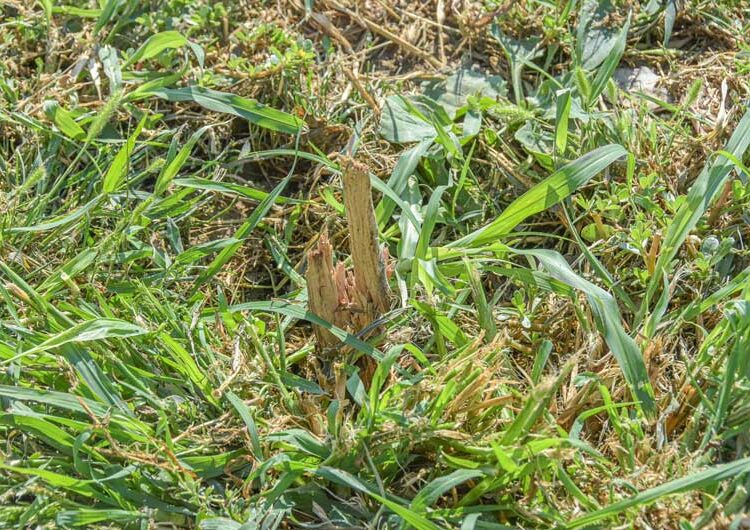 Повторно се крадат посадените дрвца од покриениот порој „Крушевска Република“, се крадат и капаците на шахтите