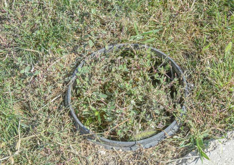 Повторно се крадат посадените дрвца од покриениот порој „Крушевска Република“, се крадат и капаците на шахтите