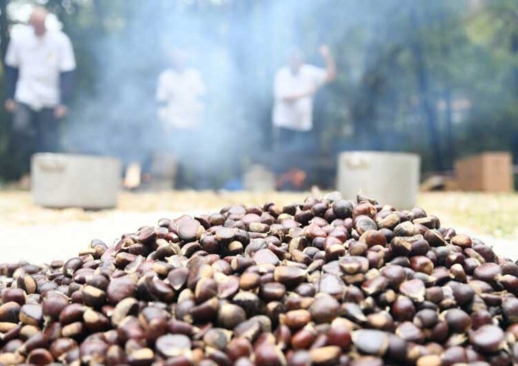 ФОТО: Над Смолари се одржа манифестацијата „Костенијада 2024“ – наоколу мирис на печен костен