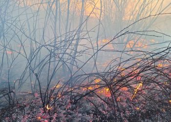 Гореше голема површина со сува трева, папрат и дрвја над селото Габрово