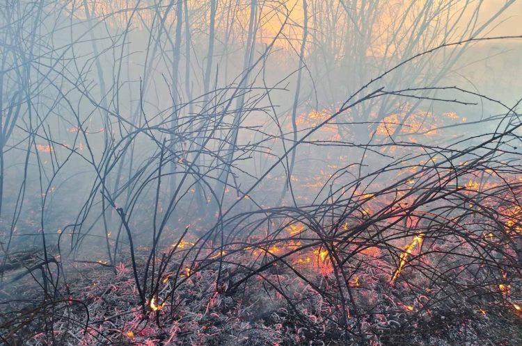 Гореше голема површина со сува трева, папрат и дрвја над селото Габрово