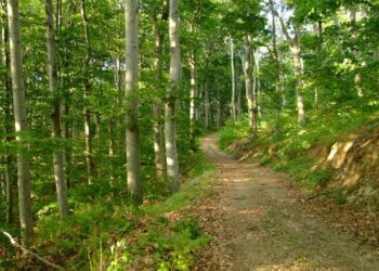 Забраната за движење низ шумите продолжена до 30 септември