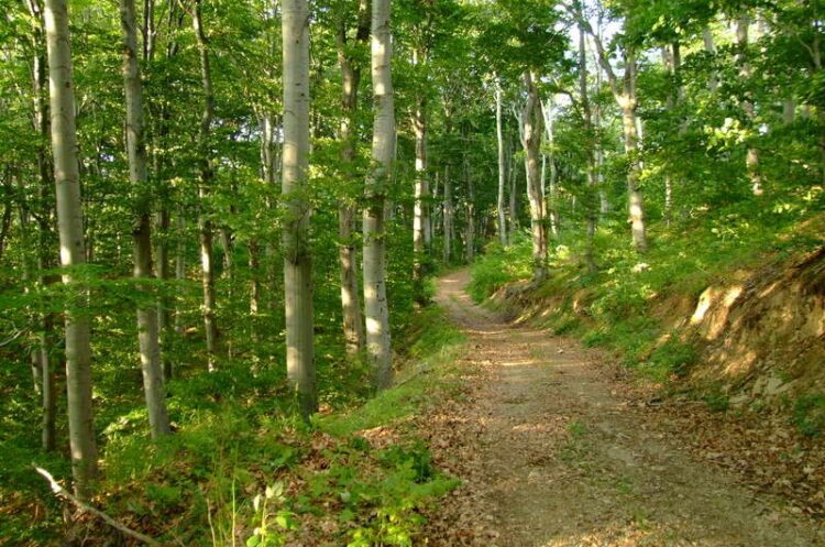 Забраната за движење низ шумите продолжена до 30 септември